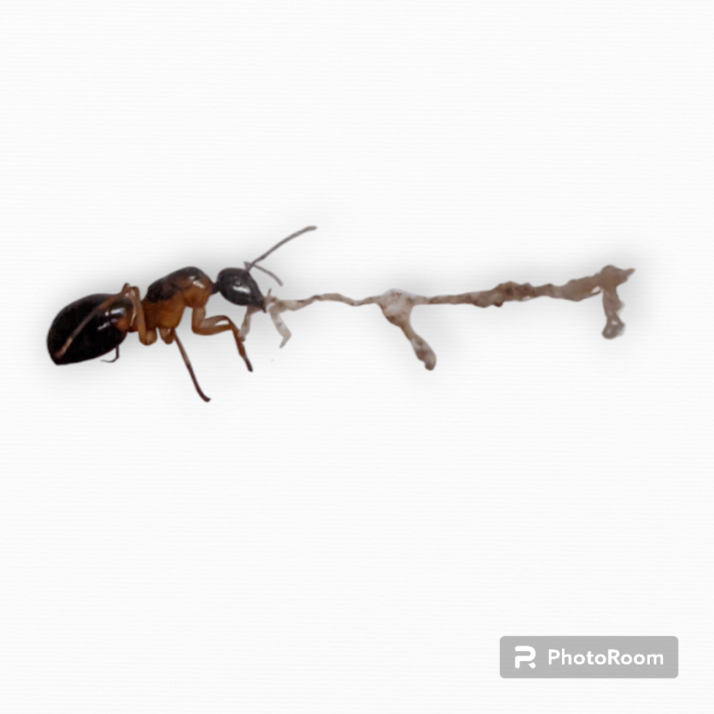 Camponotus consobrinus